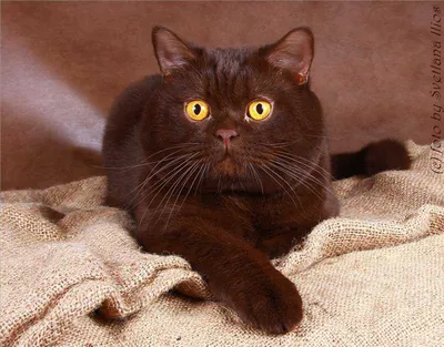 Красивая британская шоколадная кошка на этой фотографии