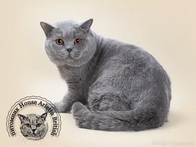 Фото, картинка британской шоколадной кошки для бесплатного скачивания