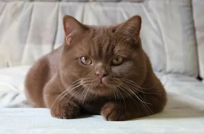 Британская шоколадная кошка: фото высокого качества, доступное для скачивания в формате JPG