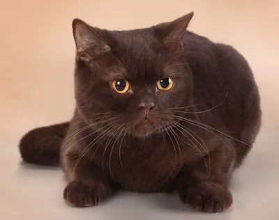 Фотография шикарной британской шоколадной кошки
