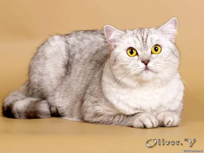 Фотошоп с изображением прекрасной британской шоколадной кошки: выберите размер