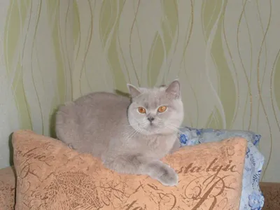 Фотография британской шоколадной кошки в формате WebP