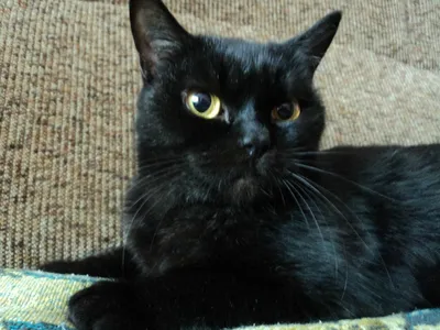 Британская шоколадная кошка: фото для использования как фон или обои