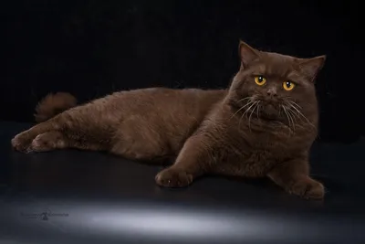 Британская шоколадная кошка: бесплатно скачать фото в высоком качестве