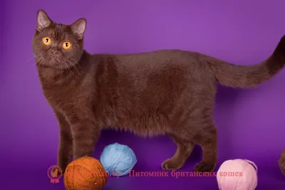 Изображение британской шоколадной кошки для использования как фон