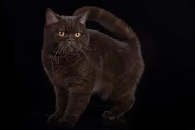 Британская шоколадная кошка - отличное фото для обоев