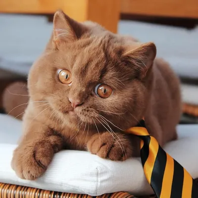 Фотошоп с британской шоколадной кошкой: выберите желаемый размер