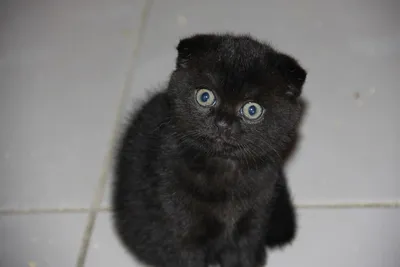 Британская вислоухая черная кошка фотографии