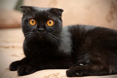 Изображения черной британской вислоухой кошки скачать бесплатно