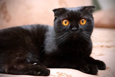 Картинка черной британской вислоухой кошки в высоком разрешении