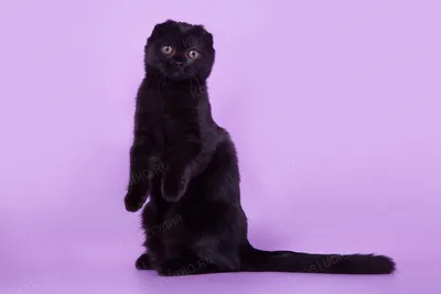 Скачать фото вислоухой черной кошки в webp формате