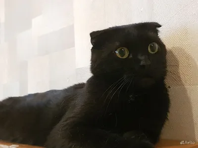 Фотография черной британской вислоухой кошки на бесплатной загрузке