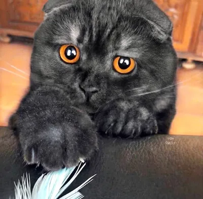 Изображение вислоухой черной кошки с возможностью выбора размера