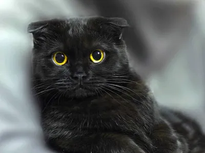 Фото черной британской вислоухой кошки для использования в дизайне