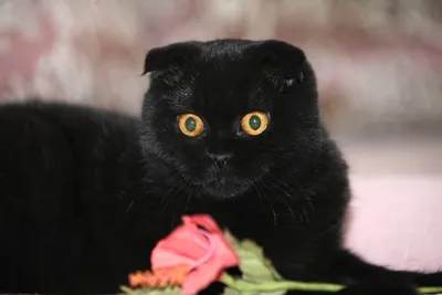 Картинка вислоухой черной кошки скачать бесплатно в jpg формате