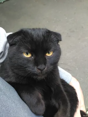 Фотография черной британской вислоухой кошки в хорошем качестве