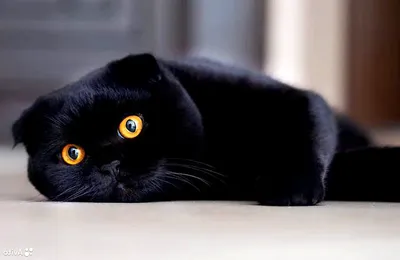 Изображение вислоухой черной кошки для использования на сайте