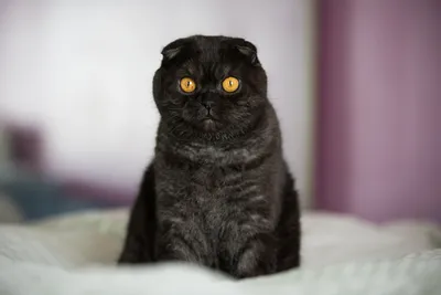 Картинка вислоухой черной кошки для использования в коммерческих целях