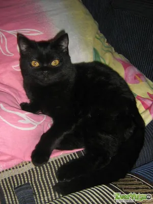 Фотография черной британской вислоухой кошки для рекламы продуктов