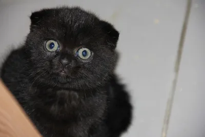 Фото черной британской вислоухой кошки на фоне природы