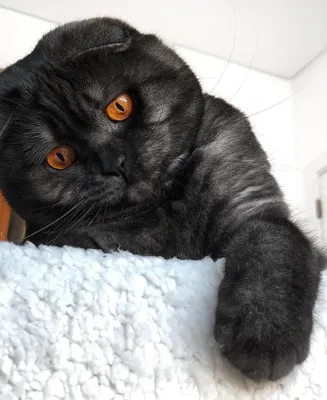 Картинка вислоухой черной кошки в высококачественном исполнении