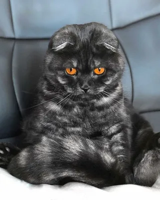 Фотография черной британской вислоухой кошки с прозрачным фоном