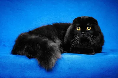 Британская вислоухая черная кошка фотографии
