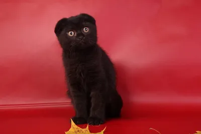 Фотография черной британской вислоухой кошки для использования в социальных медиа