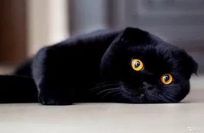 Фотографии черной британской вислоухой кошки на фоне