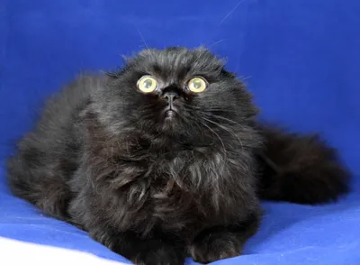 Картинка вислоухой черной кошки с возможностью выбора размера и формата