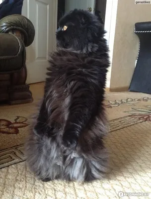 Фотография черной британской вислоухой кошки в резком разрешении