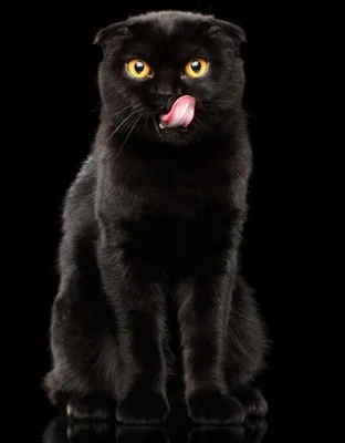 Картинка вислоухой черной кошки в формате jpg для загрузки на мобильное устройство