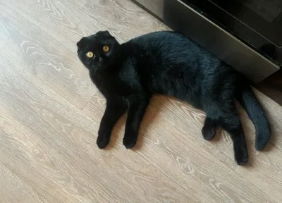 Изображения вислоухой черной кошки для скачивания в png формате