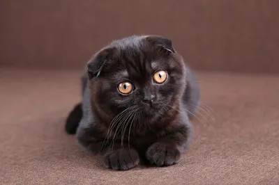 Фото черной британской вислоухой кошки с возможностью скачать в хорошем качестве