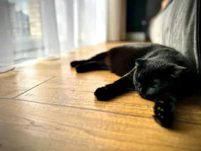 Картинка вислоухой черной кошки для использования в иллюстрациях