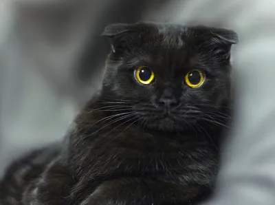 Картинки черной британской вислоухой кошки в разных размерах