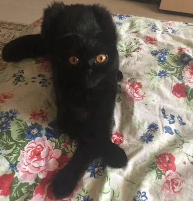 Фото вислоухой черной кошки с возможностью выбора формата скачивания