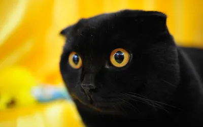 Изображения вислоухой черной кошки для использования как обои