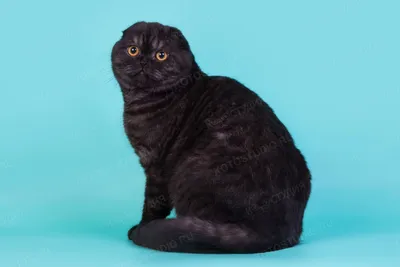 Фото черной вислоухой кошки с прозрачным фоном в формате png