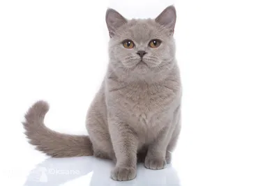 Британские кошки лилового окраса - Скачать фото в формате jpg