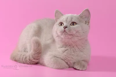 Фото британских кошек лилового окраса в хорошем качестве
