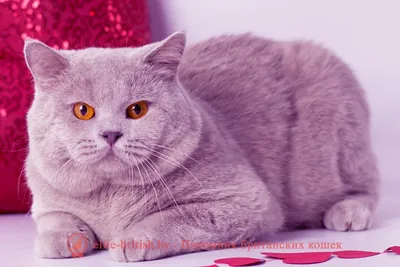 Фото, картинки, изображения британских кошек лилового окраса - скачать бесплатно