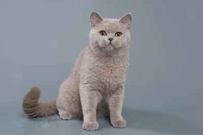 Британские кошки лилового окраса - картинки для фона
