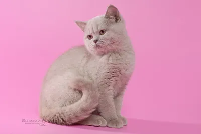 Фото британских кошек лилового окраса в формате webp