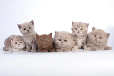 Изображения британских кошек лилового окраса - скачать в формате jpg
