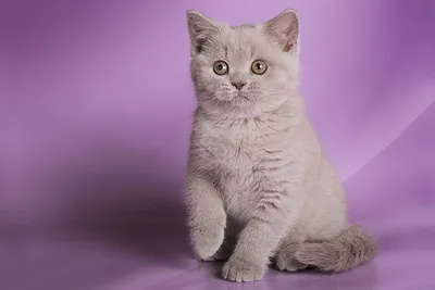 Изображения британских кошек лилового окраса - скачать png