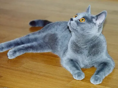 Картинки британских кошек лилового окраса - доступные для скачивания