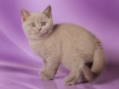Фото британских кошек лилового окраса для использования в качестве фона