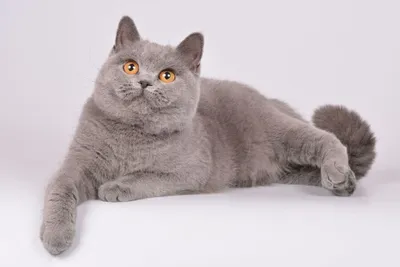 Британские кошки лилового окраса - картинки на обои
