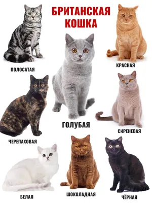 Фото котят британских кошек окраса